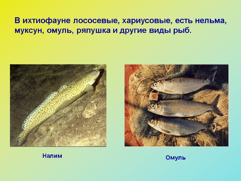 Омуль Налим В ихтиофауне лососевые, хариусовые, есть нельма, муксун, омуль, ряпушка и другие виды